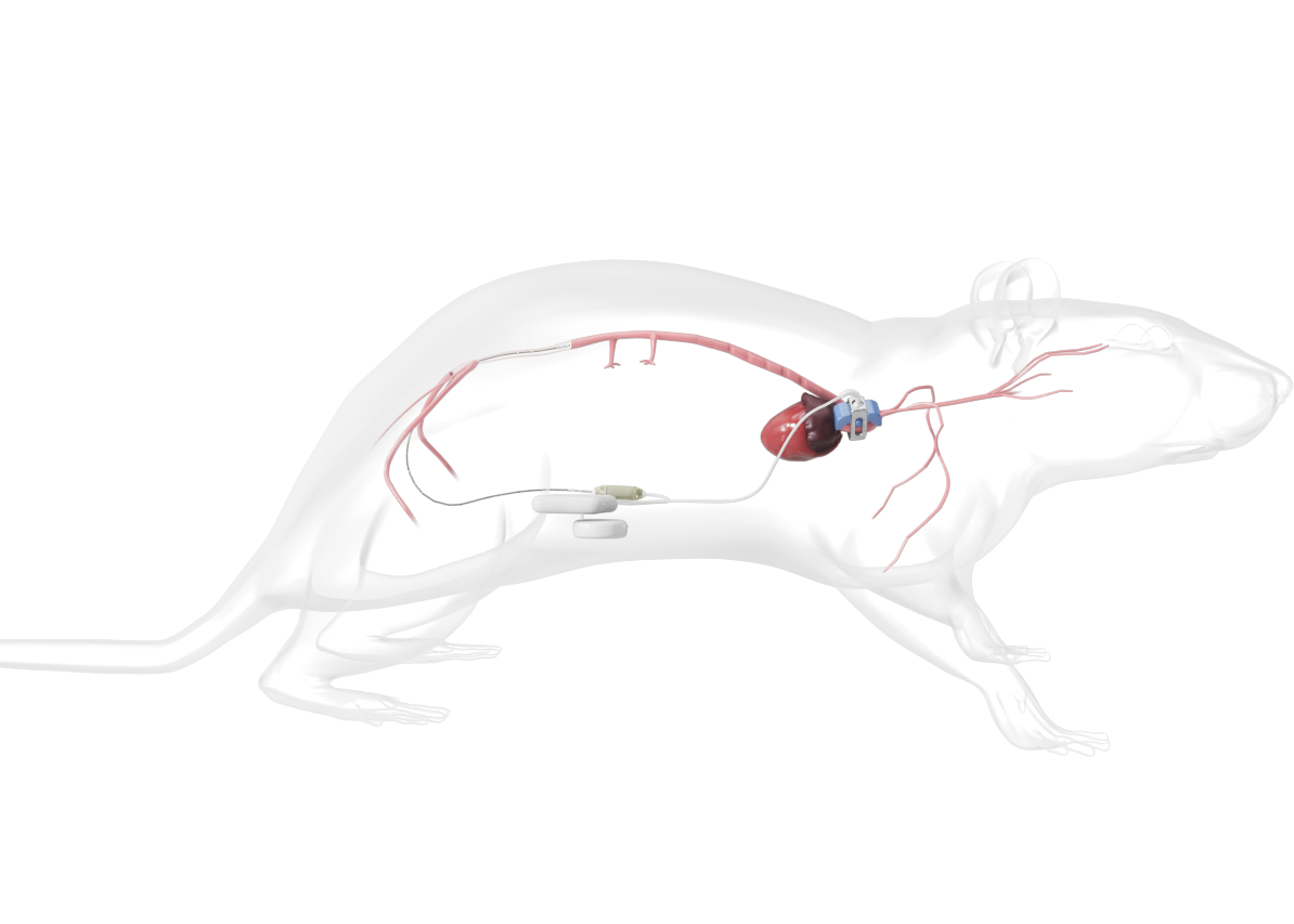 Rodent_Transparent-Circ-Implant